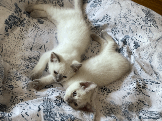 Ragdoll cats - Advert 35