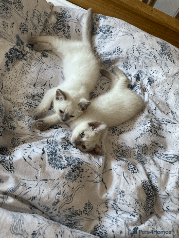 Ragdoll cats - Advert 1