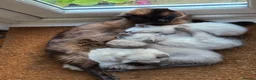 Ragdoll cats for sale: Gorgeous friendly Ragdoll kittens - Advert 9