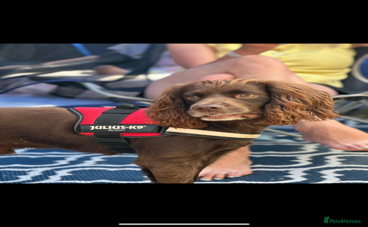 Cocker Spaniel dogs - Advert 7