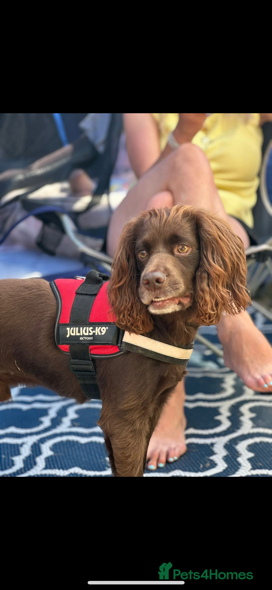 Cocker Spaniel dogs for stud: Milo working cocker spaniel  - Image 1