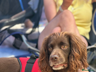 Cocker Spaniel dogs - Advert 13