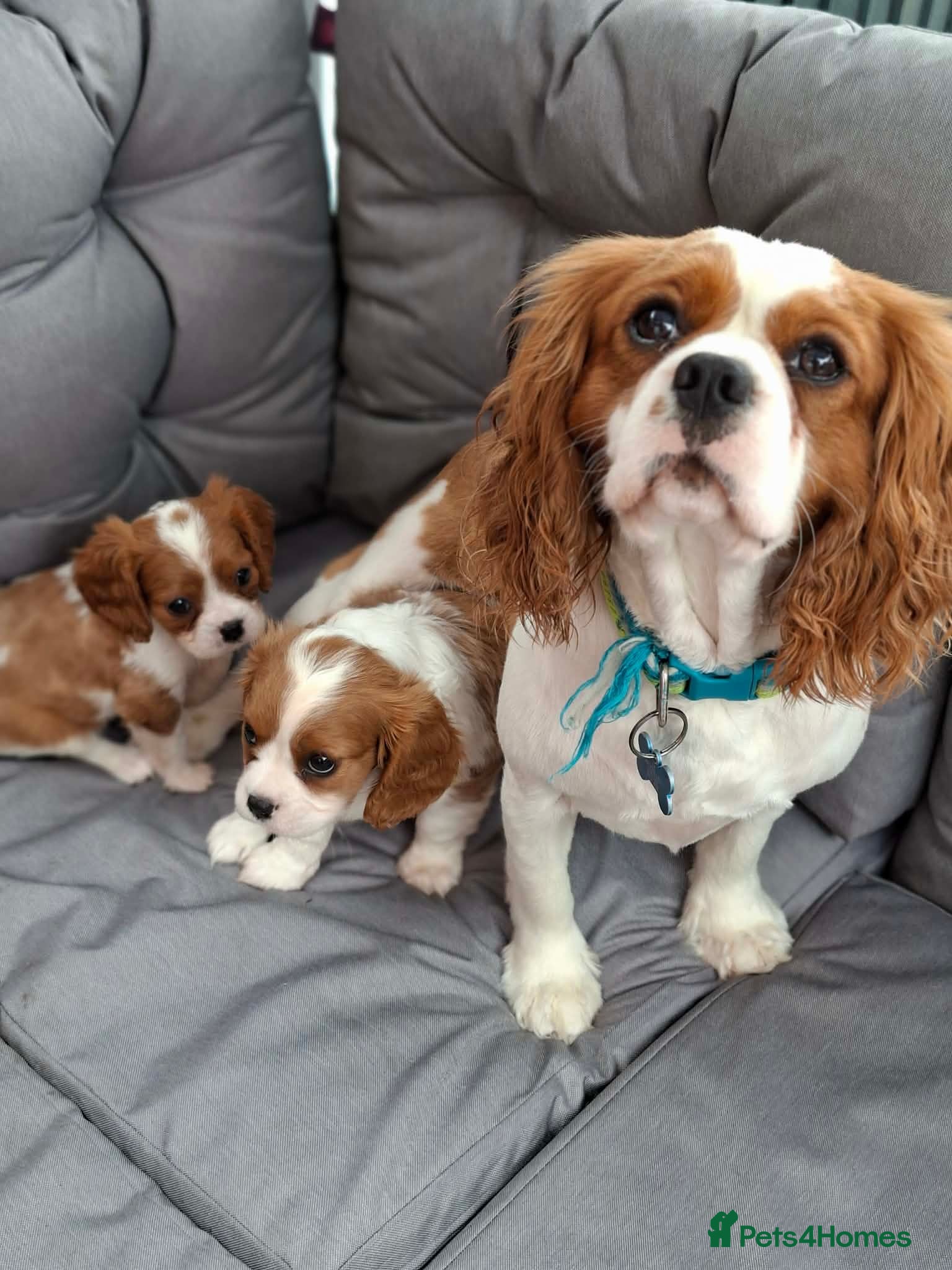 Cavalier King Charles Spaniel dogs Hugo Cavalier Stud - Advert 3