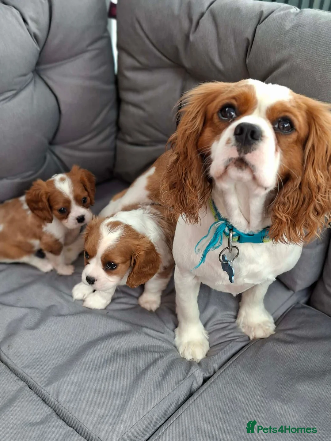 Cavalier King Charles Spaniel dogs for stud: Hugo Cavalier Stud - Advert 1