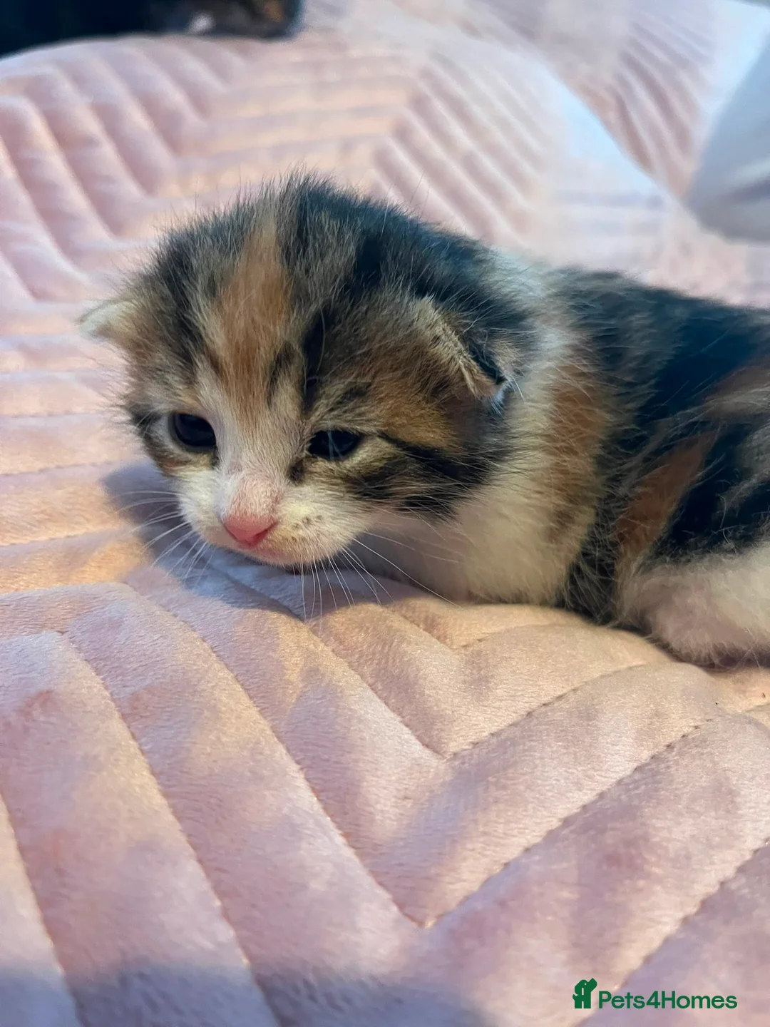 Mixed Breed cats for sale: Two gorgeous kittens looking for a home.  - Advert 2