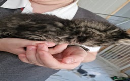 Mixed Breed cats for sale: Mixed Bengal Kittens Long Haired - Image 2