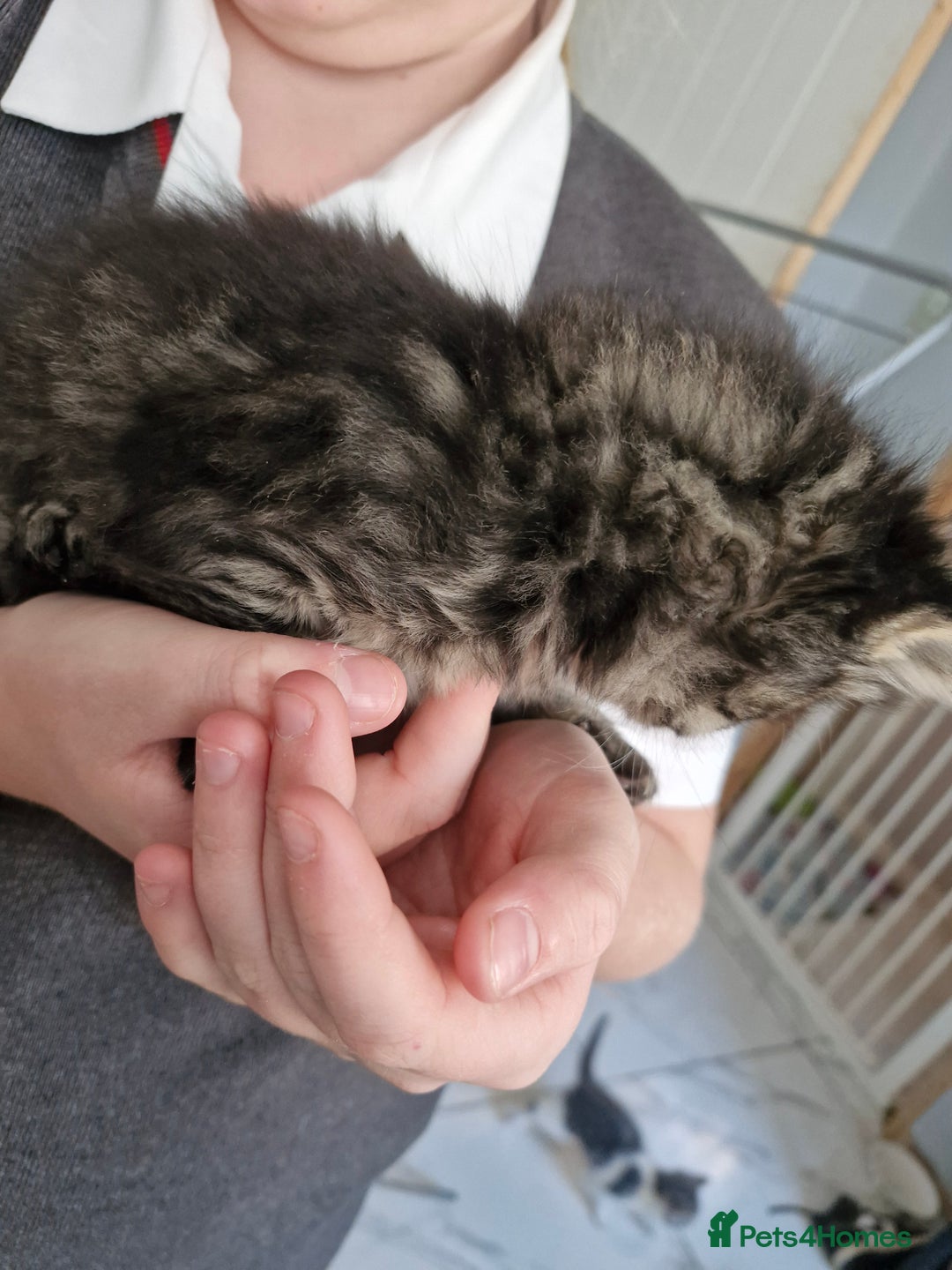 Mixed Breed cats for sale: Mixed Bengal Kittens Long Haired - Image 2