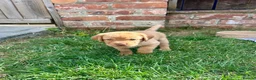 Labrador Retriever dogs for sale: KC Registered Labrador Puppies - Advert 18