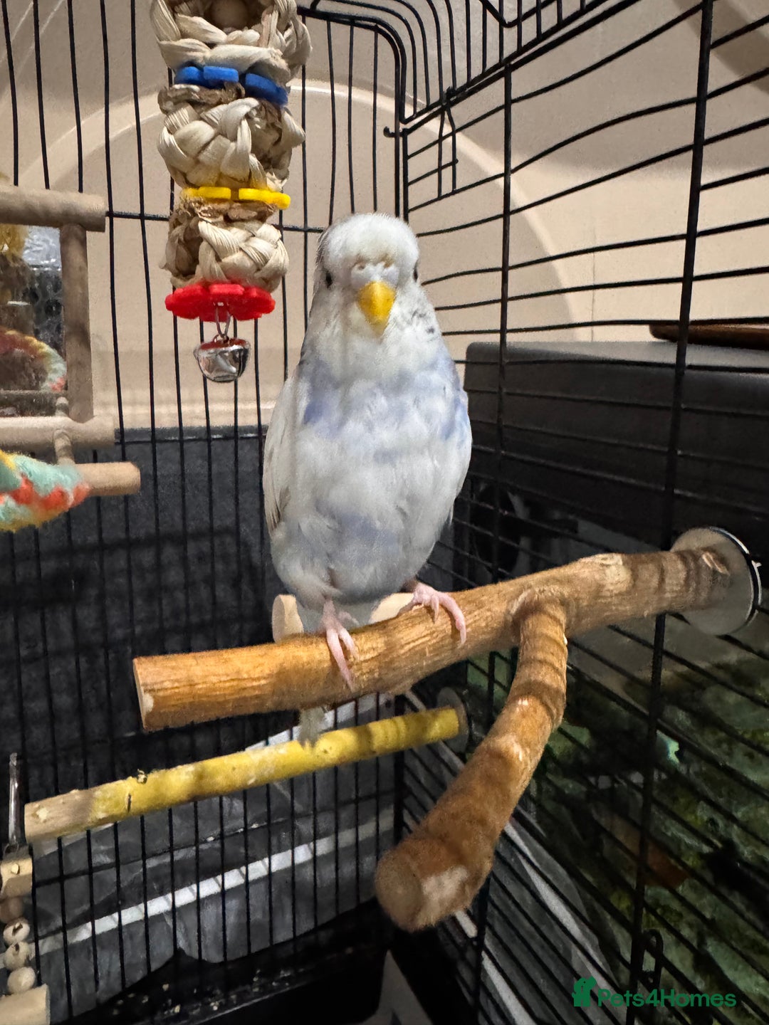 Budgerigars birds for sale: Tame female budgie need gone Asap  - Image 5