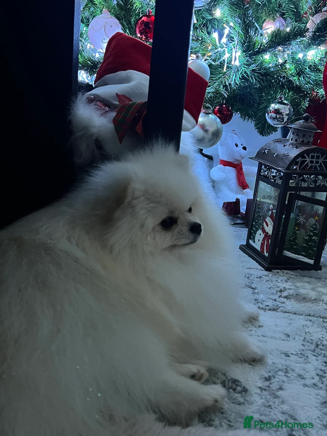 Pomeranian dogs for stud: Pomeranian Boy for Stud - Advert 1