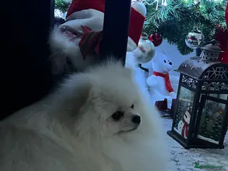 Pomeranian dogs Pomeranian Boy for Stud - Advert 21