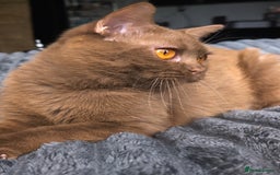 British Shorthair cats for stud: 💦CINNAMON BSH❣️GCCF & TICA active💙STUD 🩸Blood B - Image 10