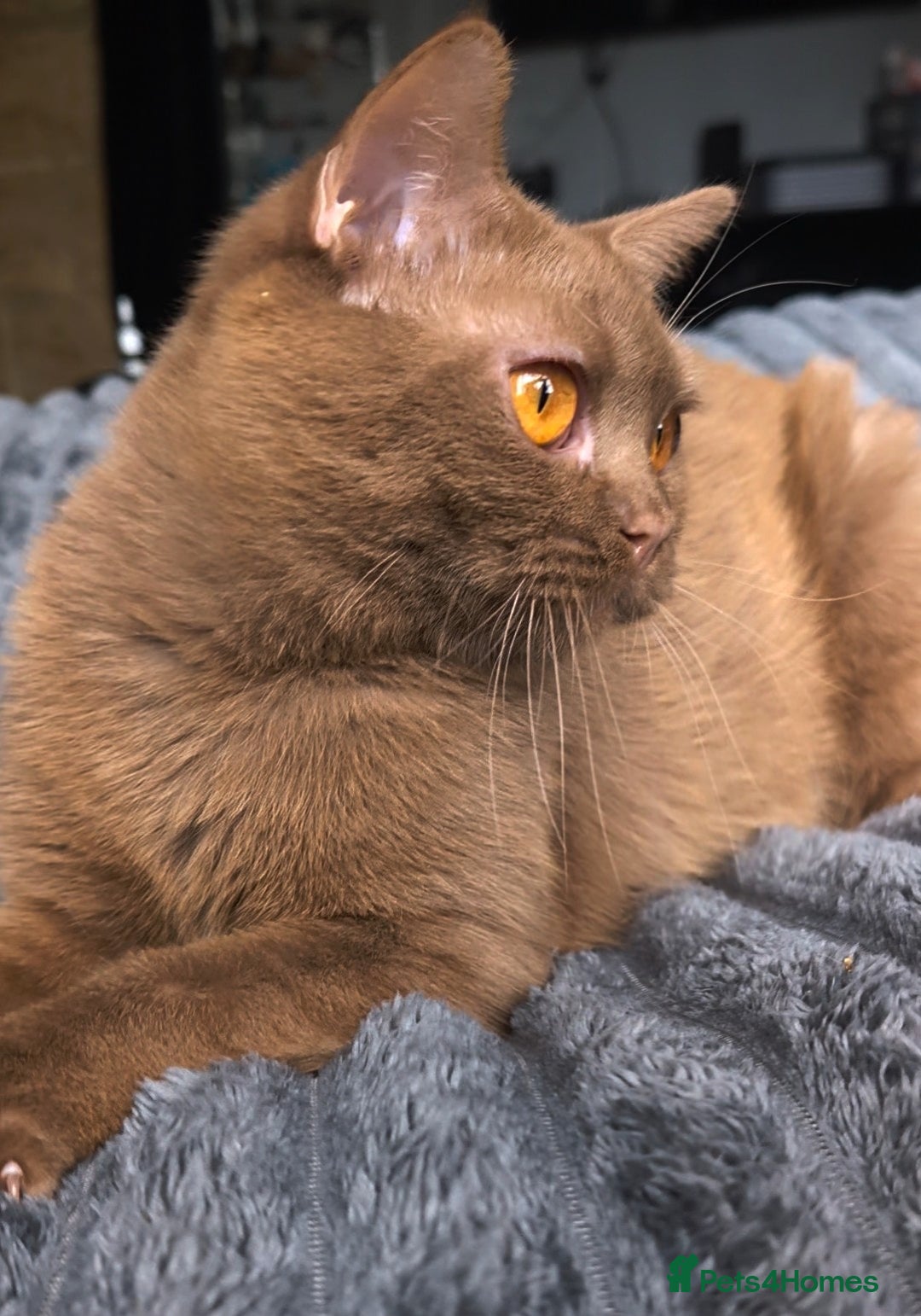 British Shorthair cats for stud: 💦CINNAMON BSH❣️GCCF & TICA active💙STUD 🩸Blood B - Image 10