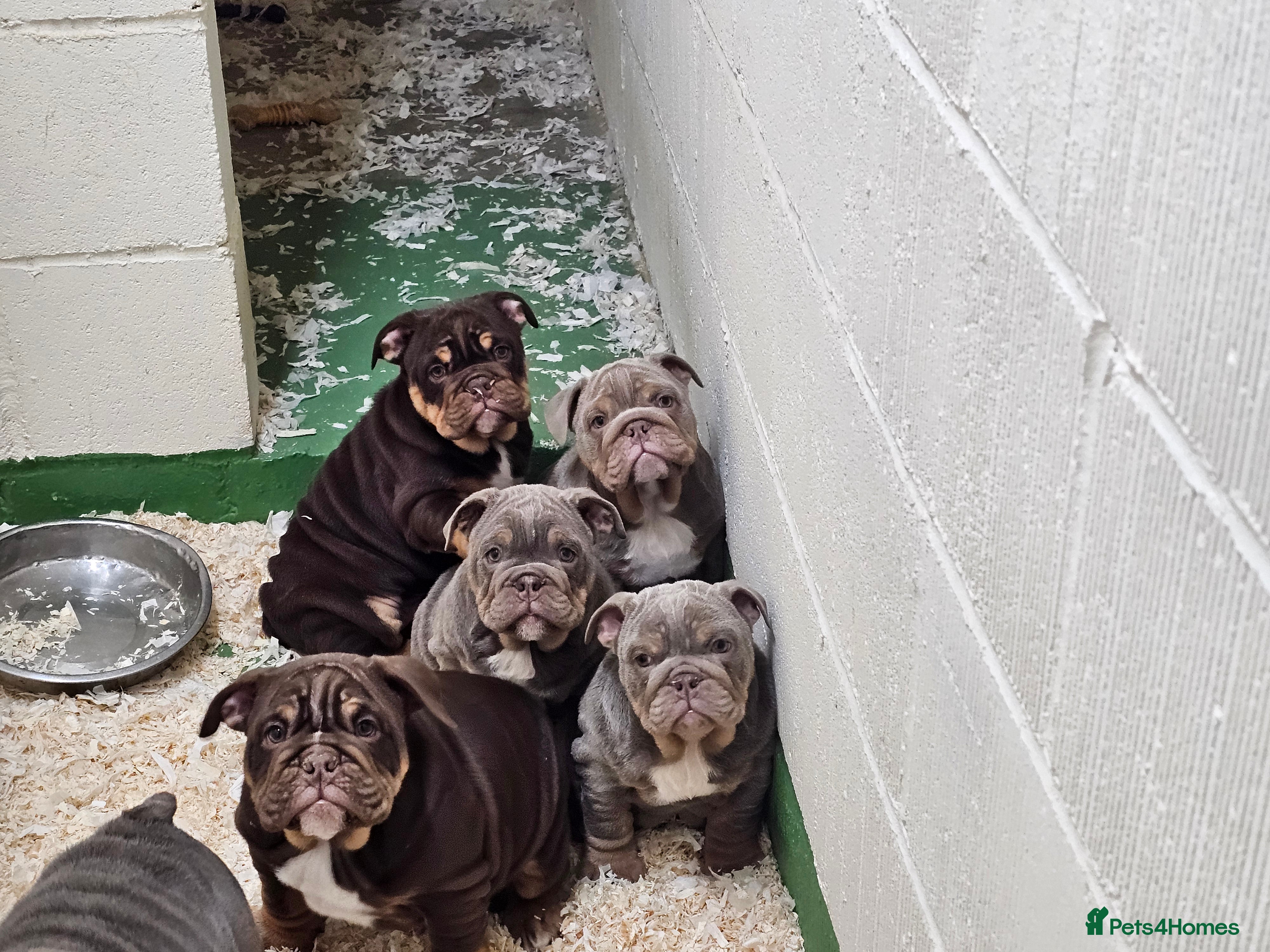 English Bulldog dogs English bulldog pups for sale - Advert 2