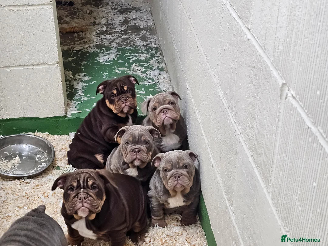 English Bulldog dogs for sale: English bulldog pups for sale - Advert 2