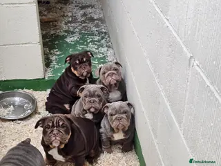English Bulldog dogs English bulldog pups for sale - Advert 2