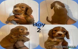 Cocker Spaniel dogs for sale: Cocker spaniel puppies  - Image 3