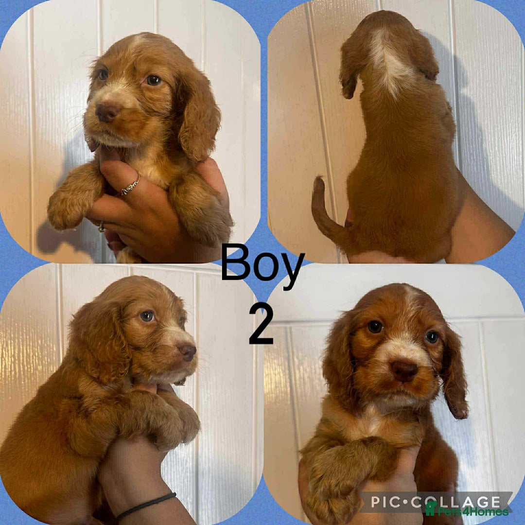 Cocker Spaniel dogs for sale: Cocker spaniel puppies  - Image 3