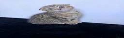 Scottish Fold cats for sale: The Stunning Scottish Fold kittens are ready - Advert 34
