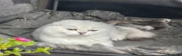 Scottish Fold cats for sale: Scottishfold male - Advert 2
