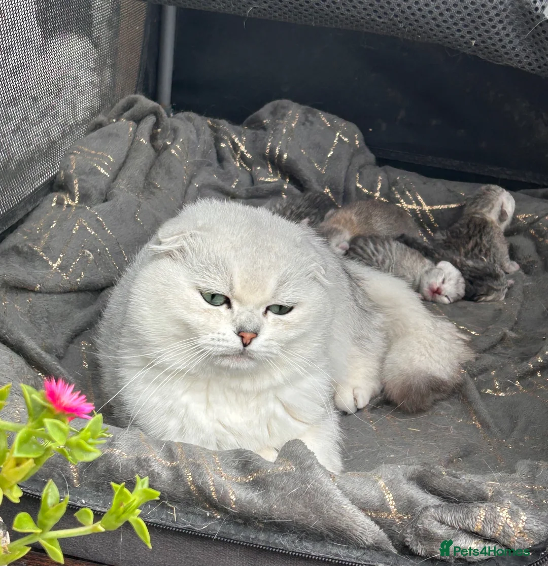 Scottish Fold cats for sale: Scottishfold male - Advert 2