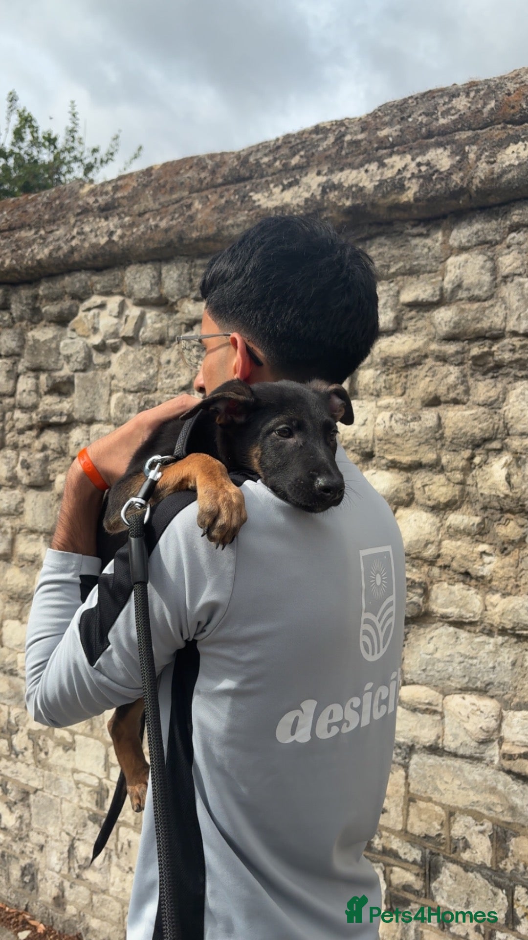 Mixed Breed dogs rico-dutch shepherd 12 weeks - Advert 1