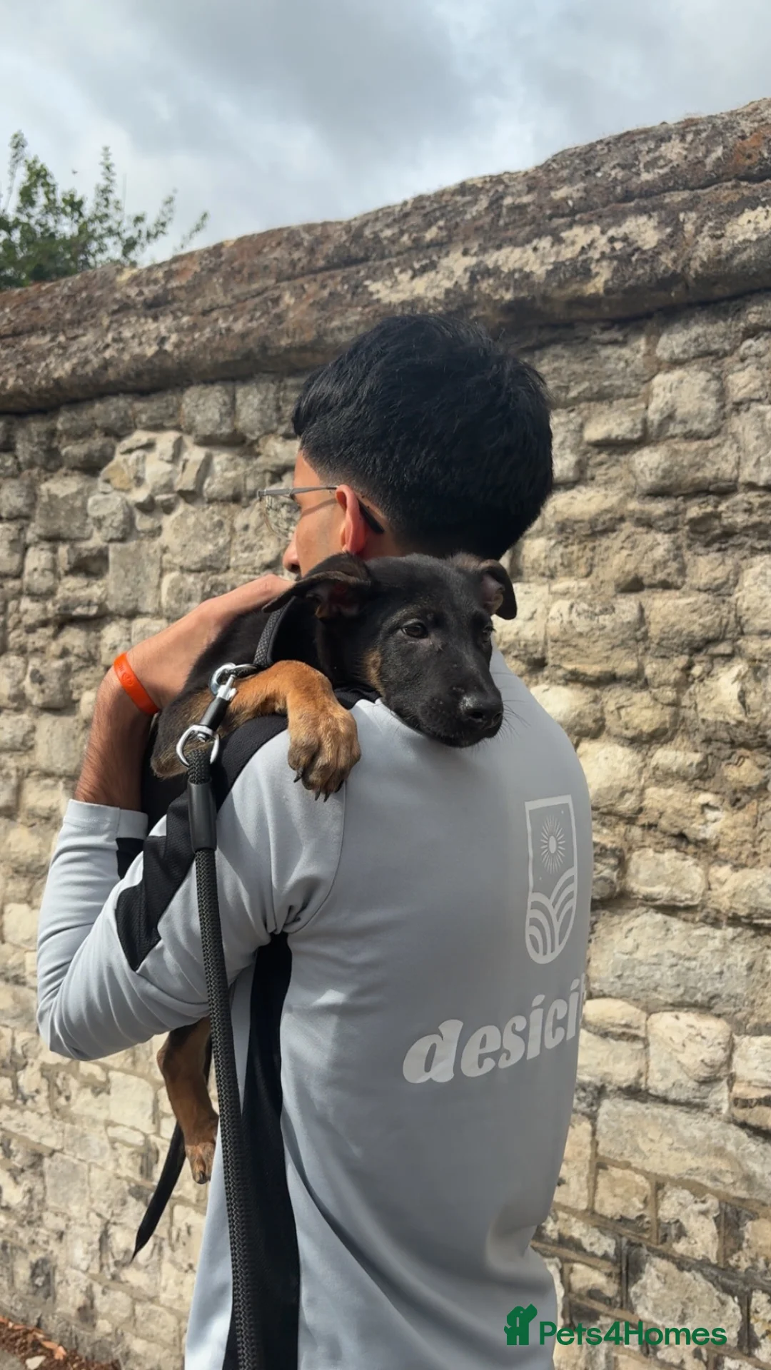 Mixed Breed dogs for sale: rico-dutch shepherd 12 weeks - Advert 1