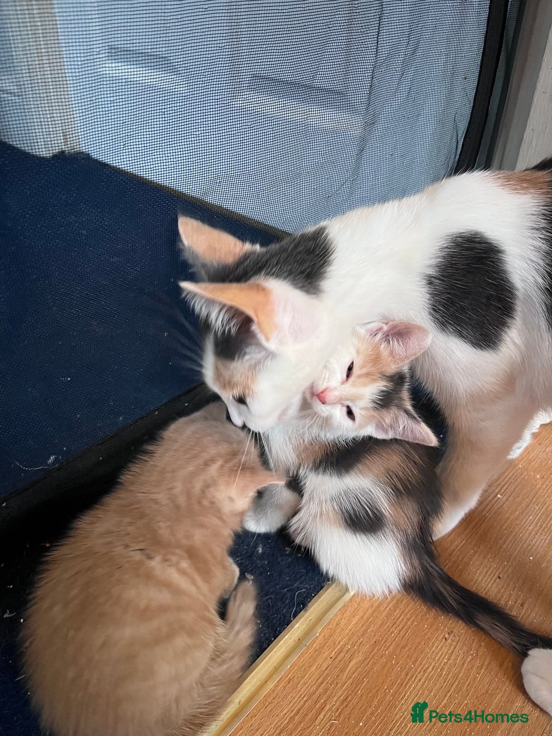 Mixed Breed cats for sale: Beautiful friendly kittens  - Advert 1