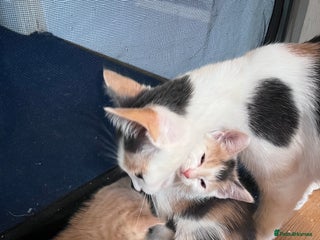 Mixed Breed cats Beautiful friendly kittens - Advert 4