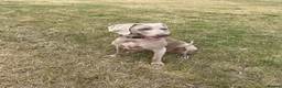 Weimaraner dogs for sale: Weimaraner   - Advert 4