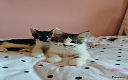 Maine Coon cats for sale: Maine Coon Cross All Ready To Go Now - Image 29