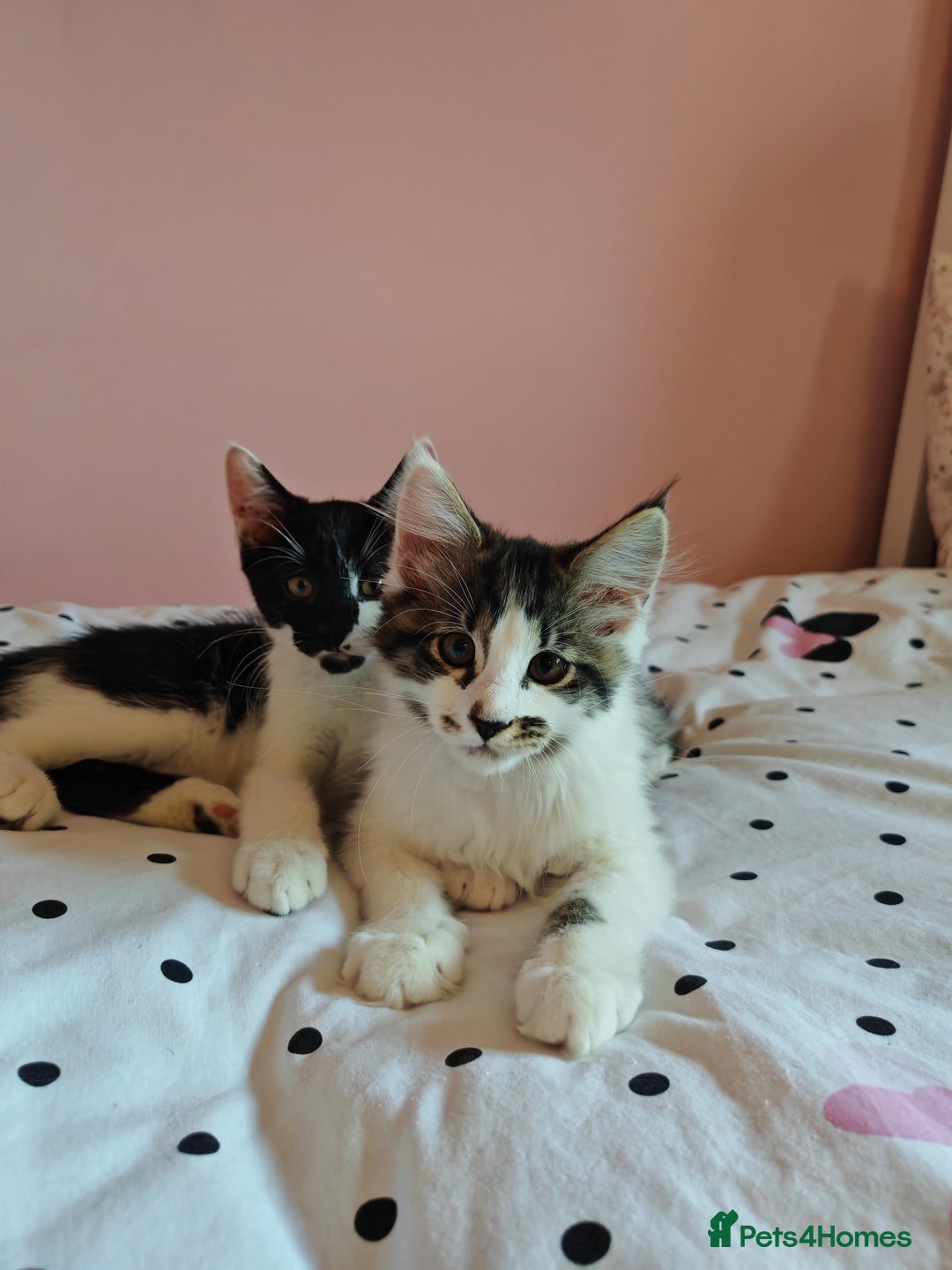 Maine Coon cats for sale: Maine Coon Cross All Ready To Go Now - Image 29