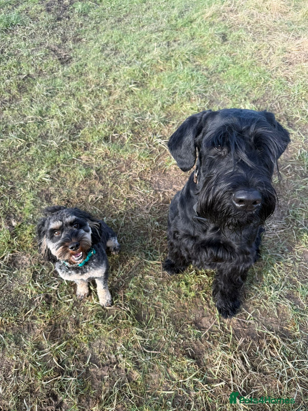 Giant Schnauzer dogs for stud: Giant Schnauzer for stud - Image 15