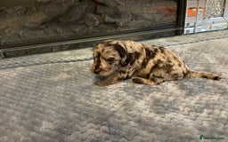 Cockapoo dogs for sale: 5 ⭐️ Cockapoo Puppies for 5 ⭐️ homes only - Image 30