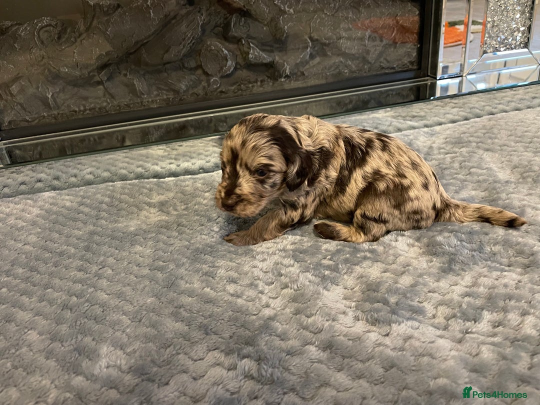 Cockapoo dogs for sale: 5 ⭐️ Cockapoo Puppies for 5 ⭐️ homes only - Image 30