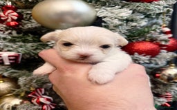 Mixed Breed dogs for sale: OUTSTANDING TINY MALCHI GIRLS  - Advert 3