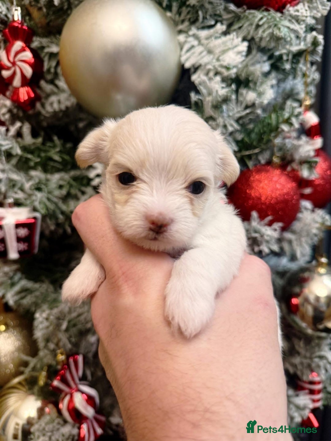 Mixed Breed dogs for sale: OUTSTANDING TINY MALCHI GIRLS  - Advert 3