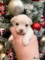 Mixed Breed dogs OUTSTANDING TINY MALCHI GIRLS - Advert 4