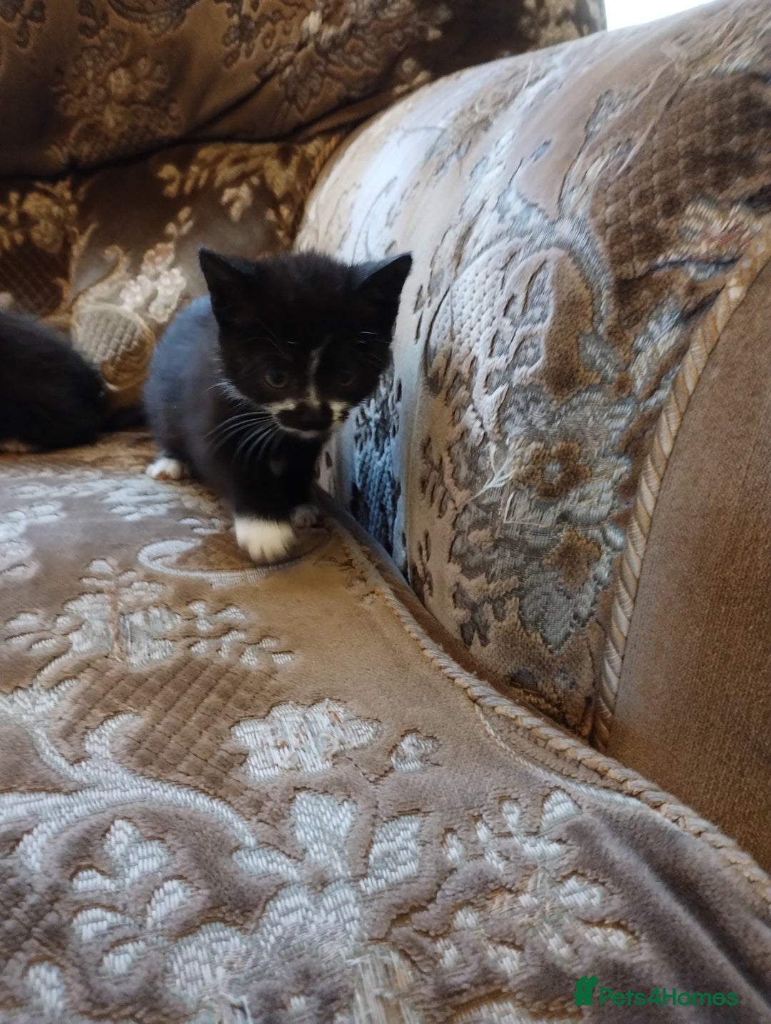 Mixed Breed cats for sale: Beautiful kitten's  - Image 2
