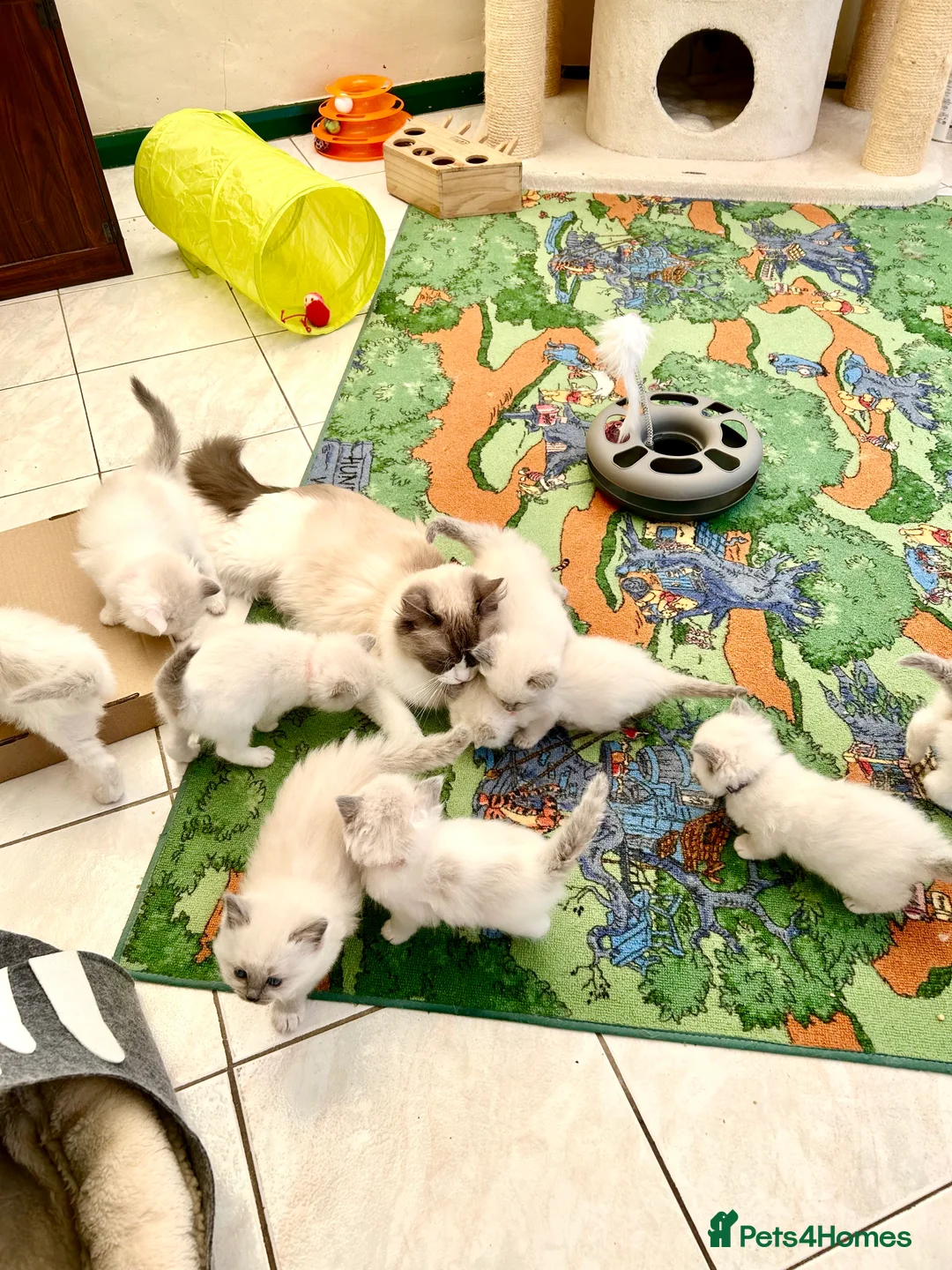 Ragdoll cats for stud: Blue point Ragdoll male for stud duty  in Purley - Advert 6