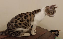 Bengal cats for sale: Bedazzled Early Generation Bengal kittens  - Image 2