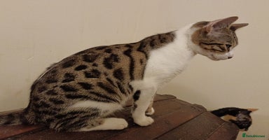 Bengal cats - Advert 5