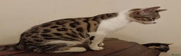 Mixed Breed cats for sale: G5 Asian Leopard Bengal X Kittens  - Advert 2