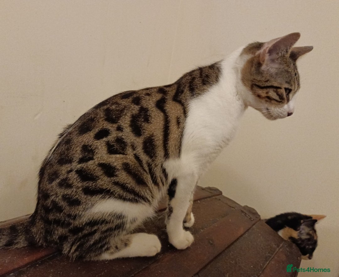 Bengal cats for sale: Bedazzled Early Generation Bengal kittens  - Image 2