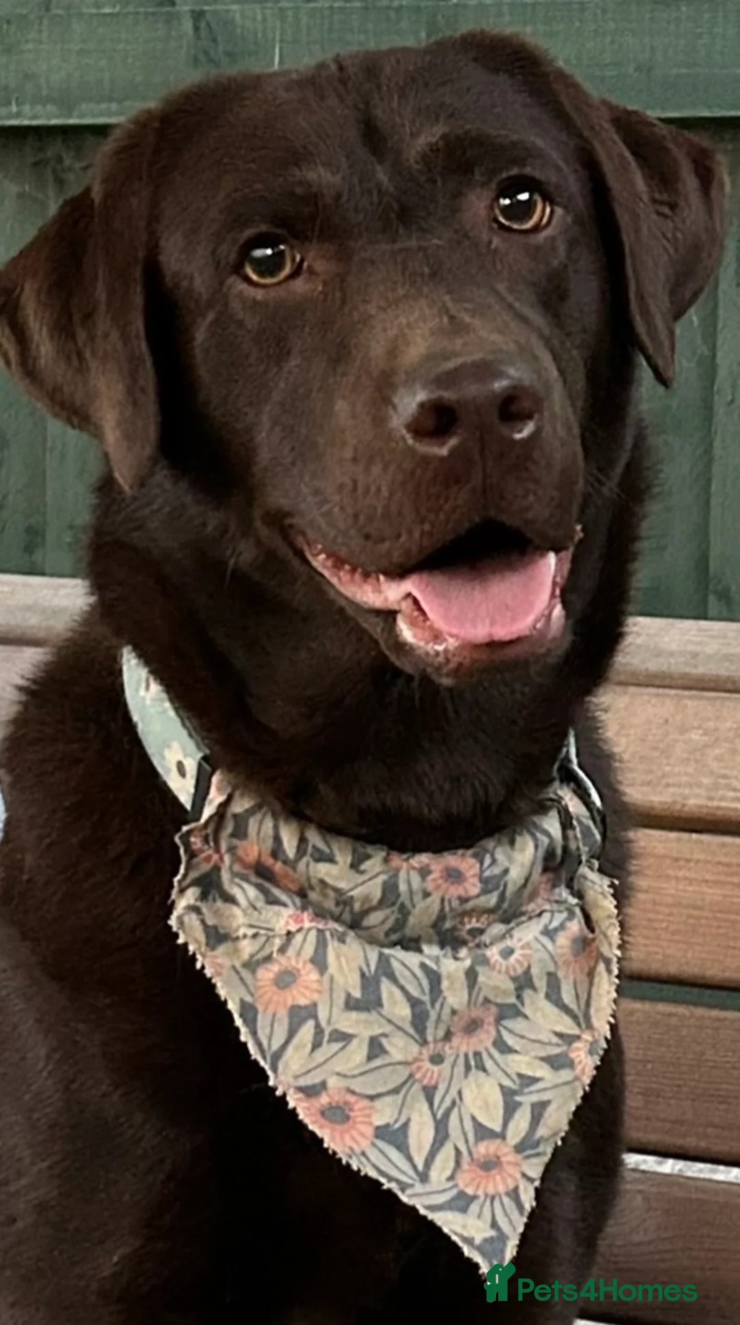 Labrador Retriever dogs for sale:  3 year old KC reg.  Chocolate Labrador  - Advert 1