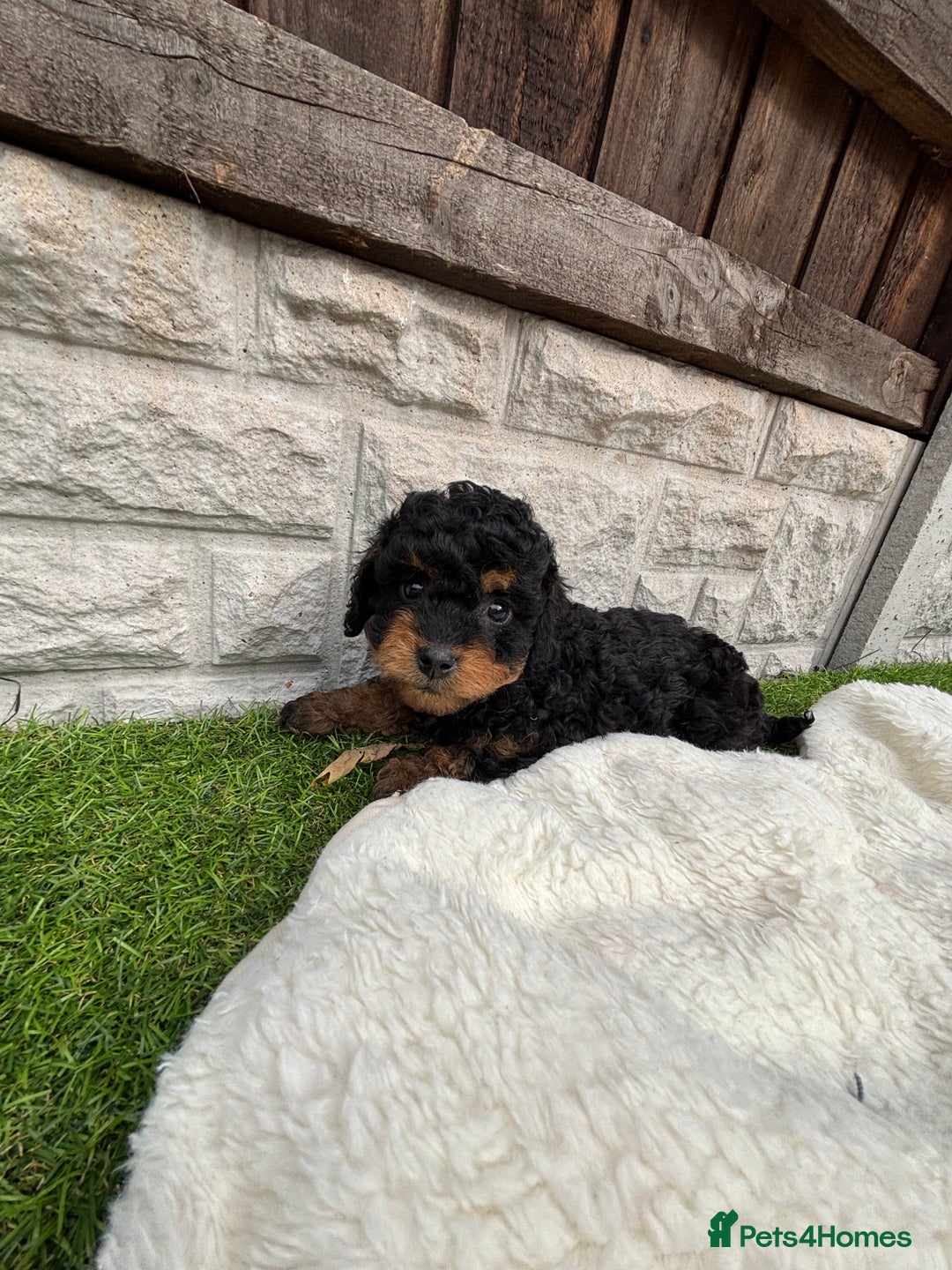 Cavapoo dogs for sale: Toy f1b cavapoo puppies - Image 26