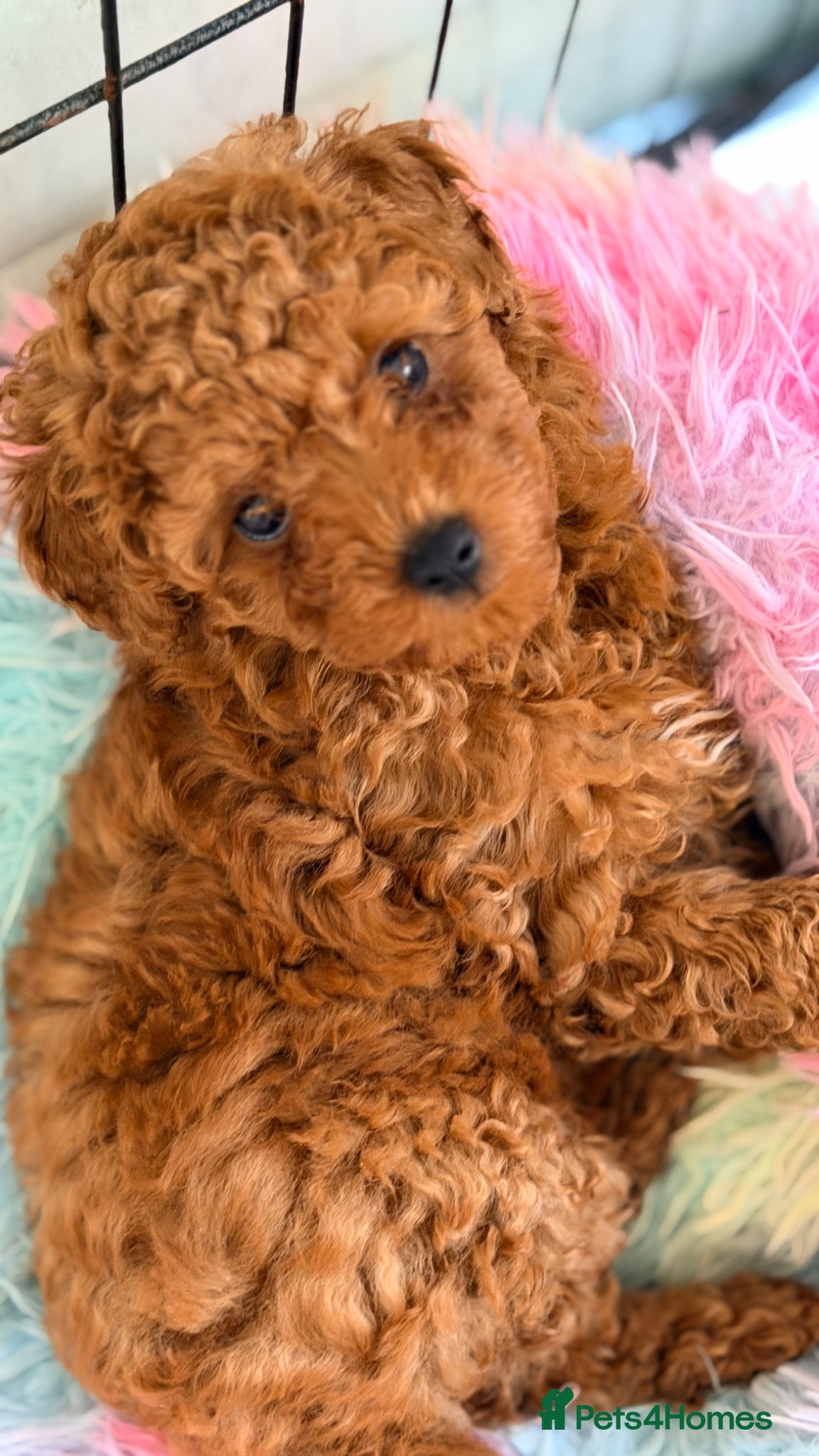 Toy Poodle dogs Asian Toy Poodle  - Advert 2