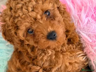 Toy Poodle dogs Asian Toy Poodle - Advert 2