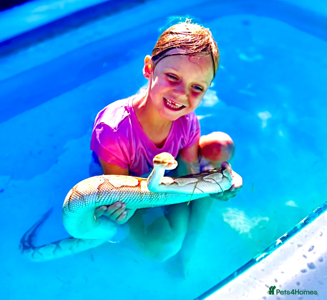 Python Snake reptiles for sale: Adult female may be enchi butter ball python - Advert 4