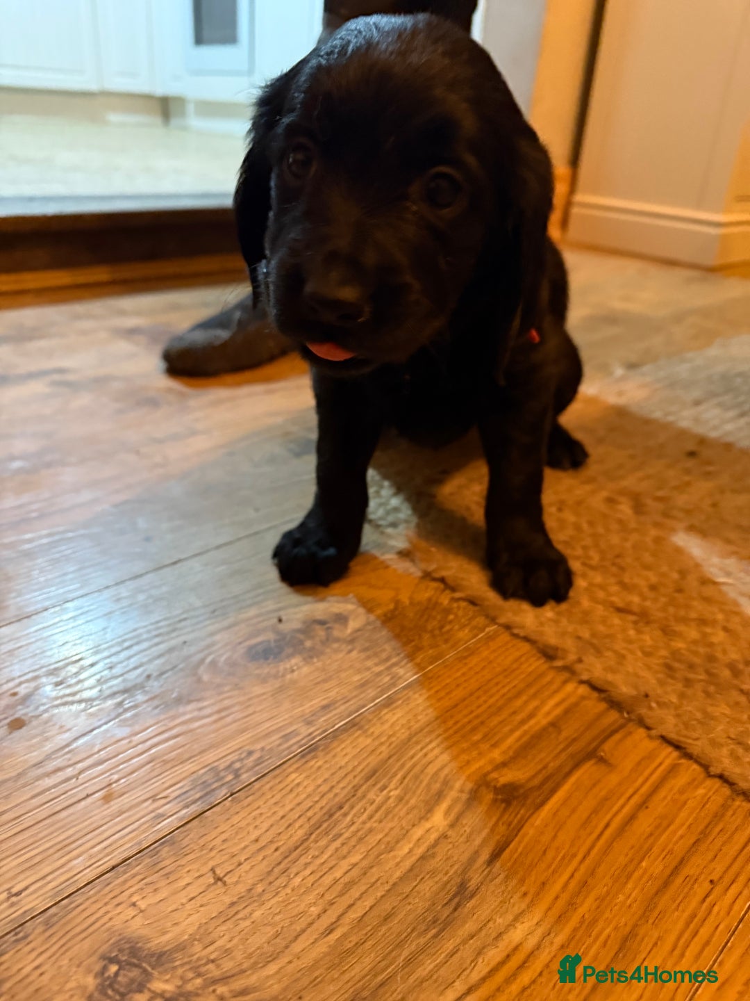 Mixed Breed dogs for sale: Golden Retriever cross Sprollies - Advert 15